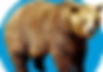 Власти Лежневского района предостерегают от встречи с медведем 