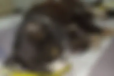 Ивановцы могут спасти котика с обожженными лапками