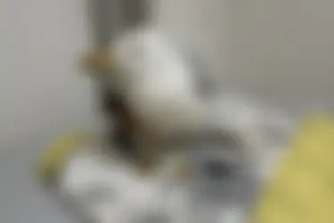 Специалисты ивановского центра помощи диким животным спасли чайку с перебитым крылом