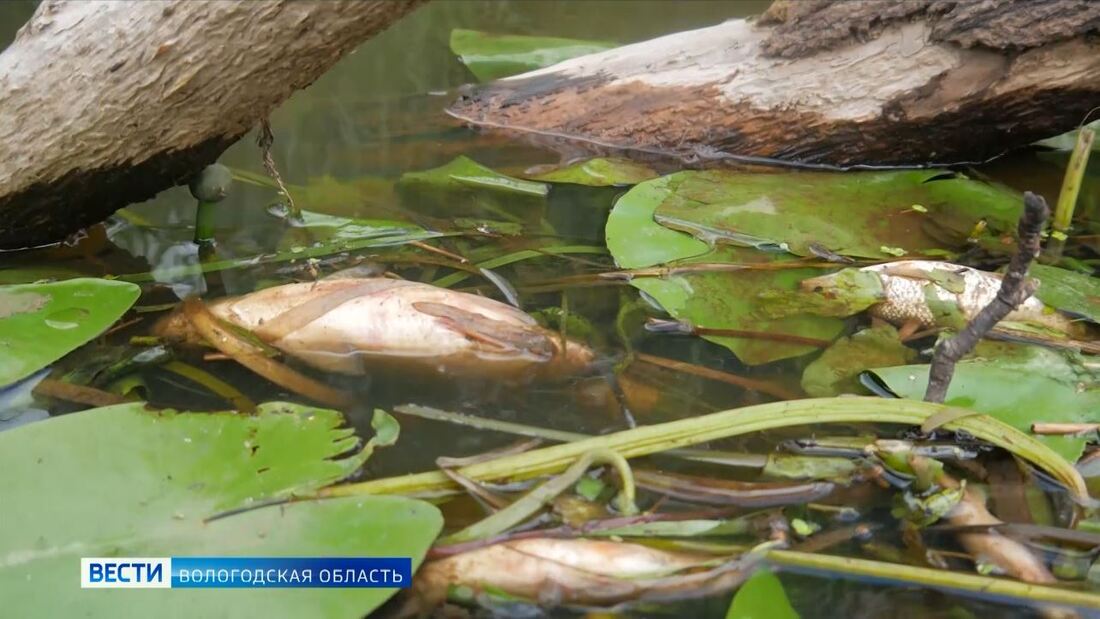 Эксперты озвучили причину массовой гибели рыбы на Комёле
