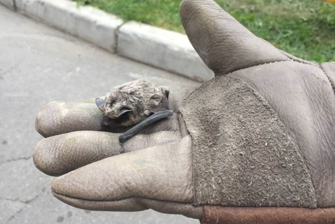Летучую мышь обнаружили в подъезде череповецкой многоэтажки