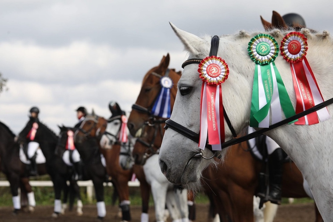 Соревнования по конному спорту на приз Кубка Губернатора состоялись в Вологодской области