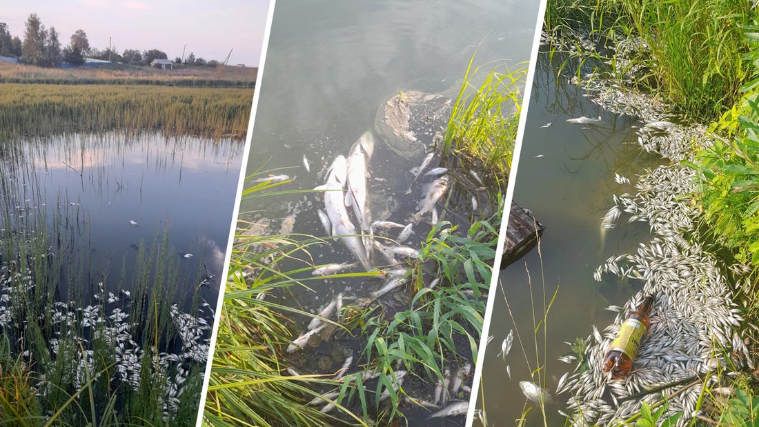 Массовый мор рыбы произошёл на водохранилище в Вологодском районе