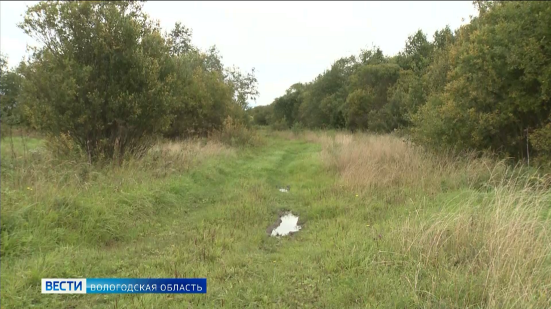 52-летняя харовчанка заблудилась в лесу