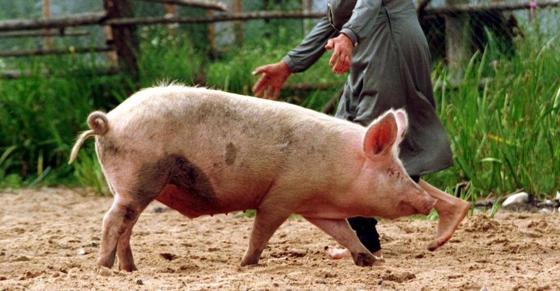 В Вологодской области владельцы свиноводческих хозяйств могут получить субсидии