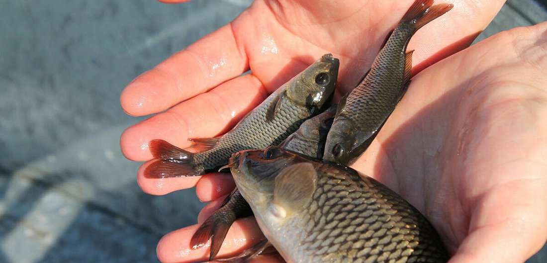 Временный запрет на ловлю рыбы вводится на водоёмах Вологодской области