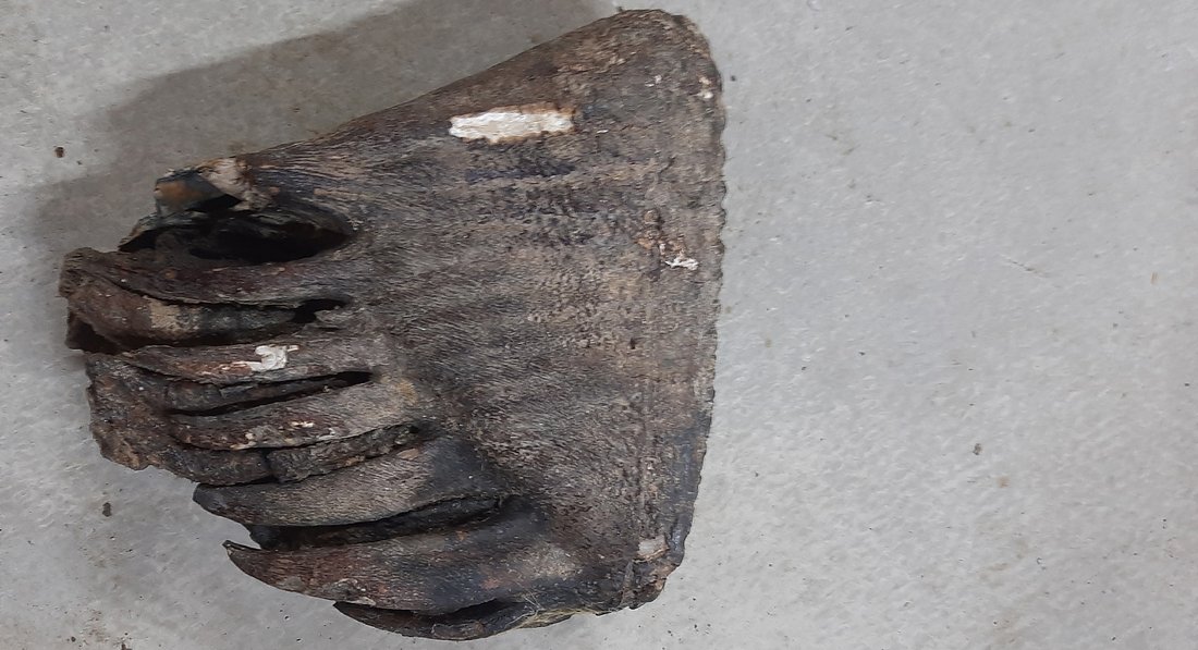 Зуб мамонта нашла во время отдыха жительница Бабушкино