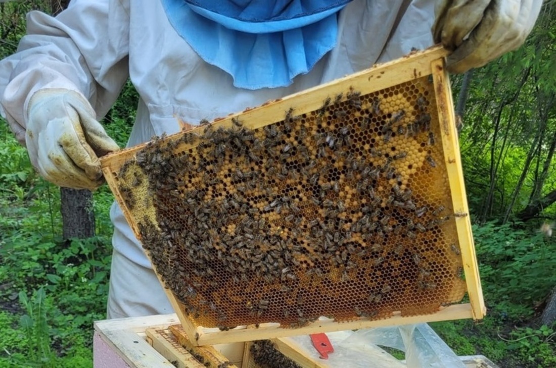 Инвентарь и домики для пчёл сможет приобрести фермер из Междуречья благодаря грантовой поддержке