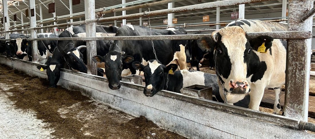 Свыше 300 тысяч тонн молока произвели вологодские сельскохозяйственники за первое полугодие