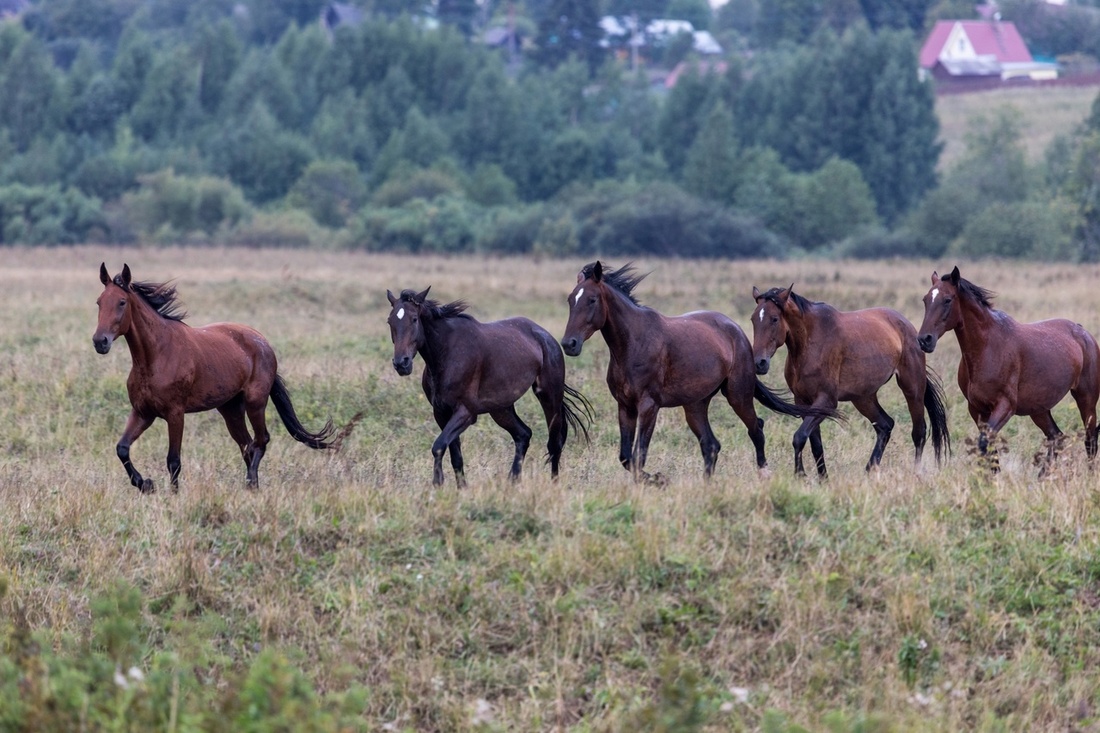 Племенных лошадей продолжат разводить в Вологодской области