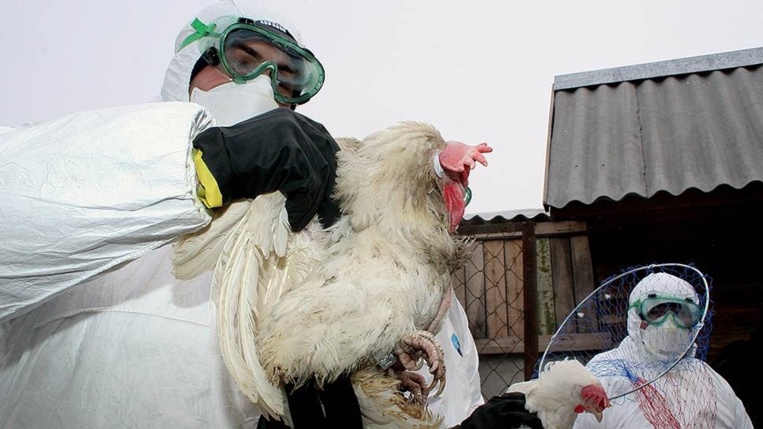 Жесткий карантин по птичьему гриппу полностью снят в Вологодской области