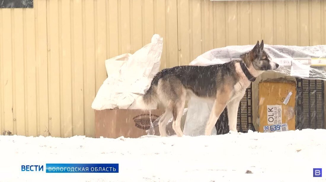Владельцам собак раздадут бесплатные дог-пакеты в Череповце