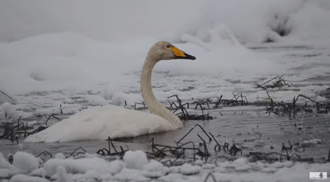Редкий лебедь-кликун остался на зимовку в Вожегодском округе