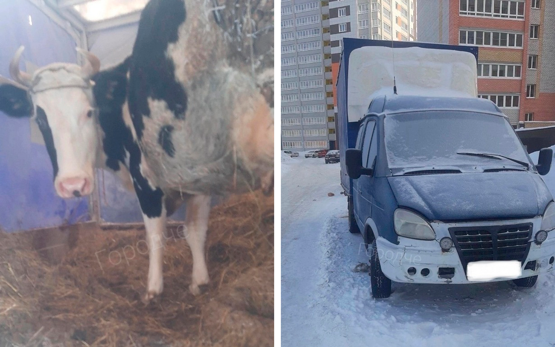 Местные жители обнаружили замерзающую корову в одном из дворов Череповца