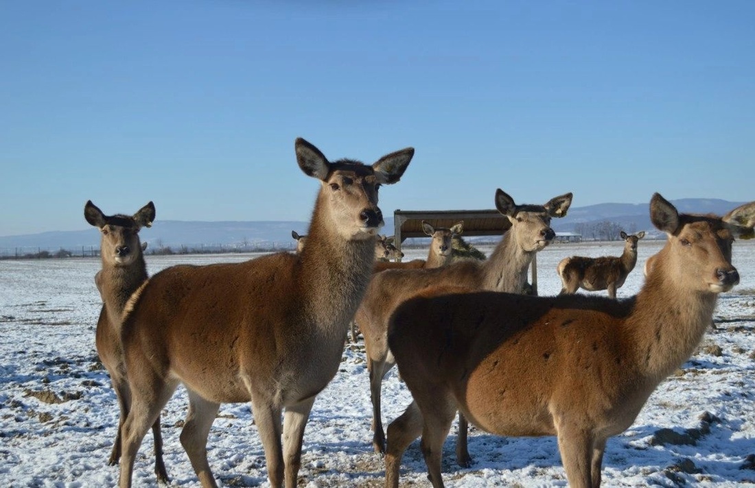 Благородных оленей вакцинировали от сибирской язвы в Сямженском округе